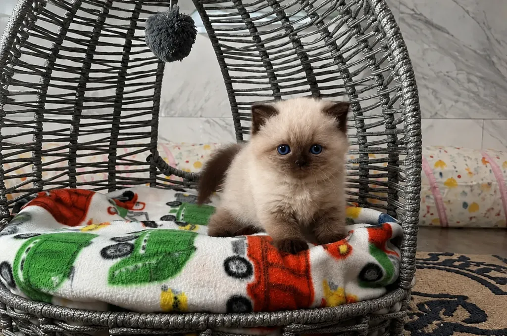 About-Scottish-Straight-Kittens-–-Personality-Care-and-Traits