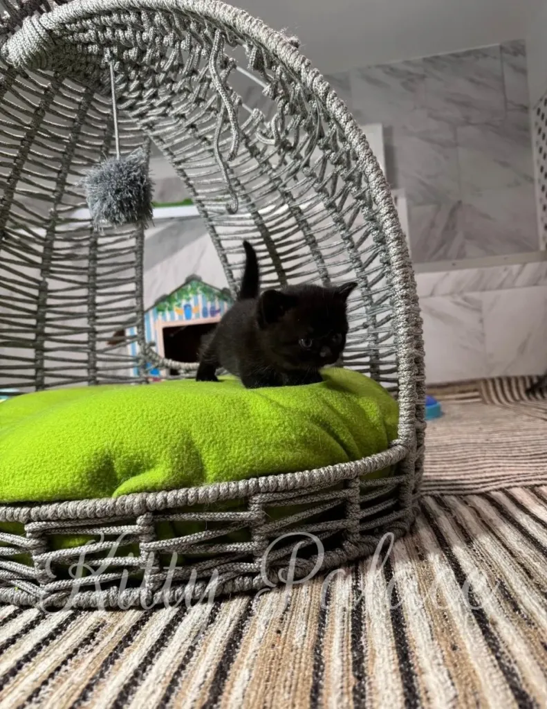 Adorable black munchkin kitten exploring a cozy cat bed with a green cushion