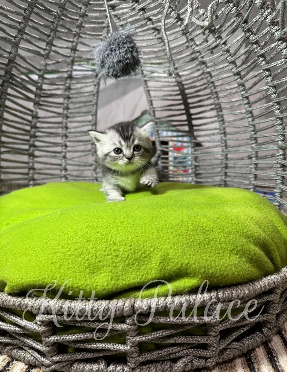 munchkin black silver kitten exploring its surroundings on a cozy green cushion