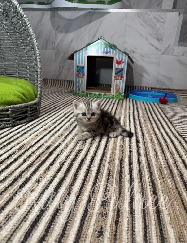 Adorable silver tabby kitten relaxing on a striped rug near a cat house