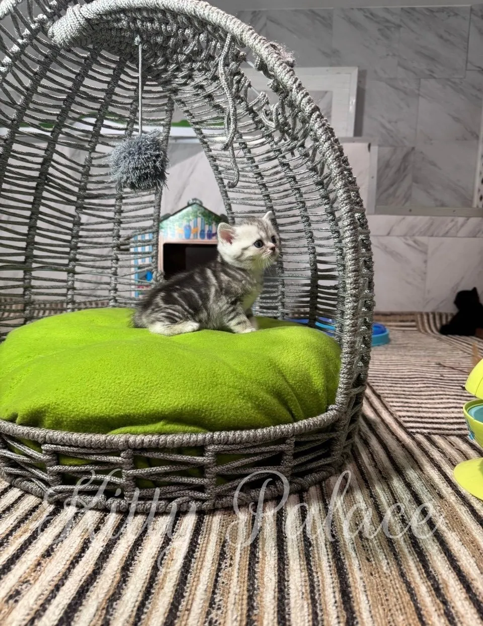 Adorable silver scottish straight kitten resting in a cozy woven cat bed