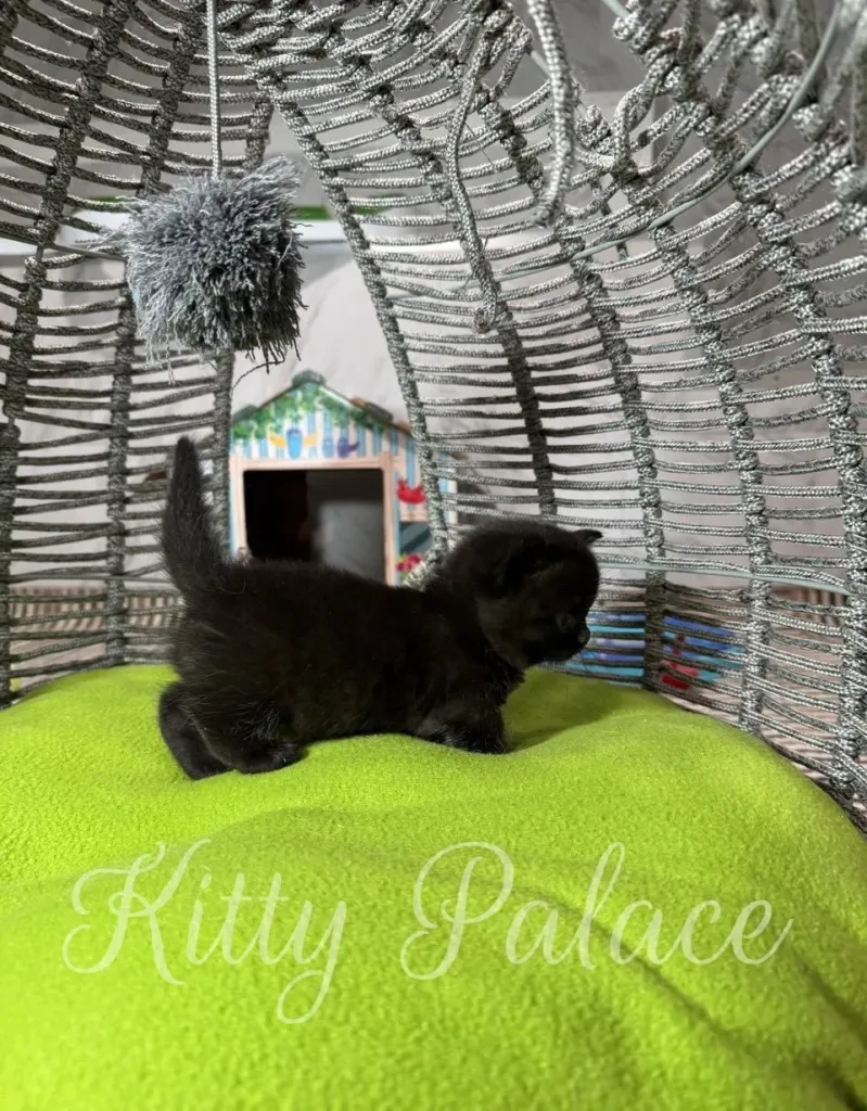 Black kitten exploring a cozy cat bed in a playful setting