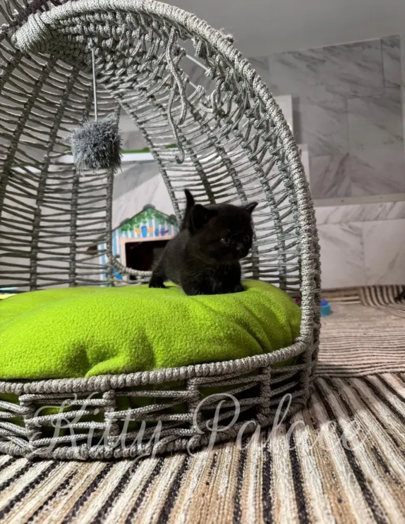 Black kitten in a cozy woven bed with a green cushion
