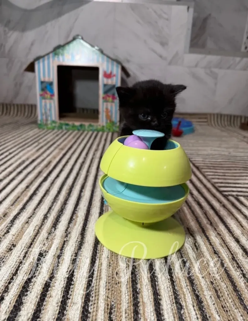 Kitten playing with a colorful toy indoors