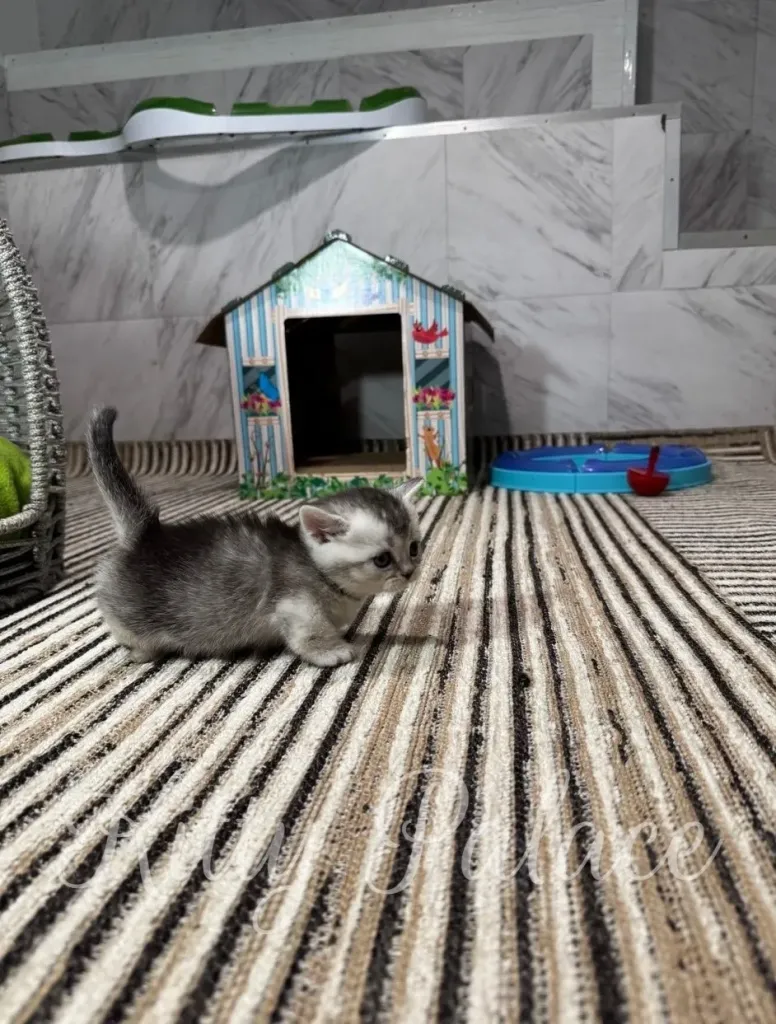 Kitten investigates a colorful toy house in a stylish indoor setting