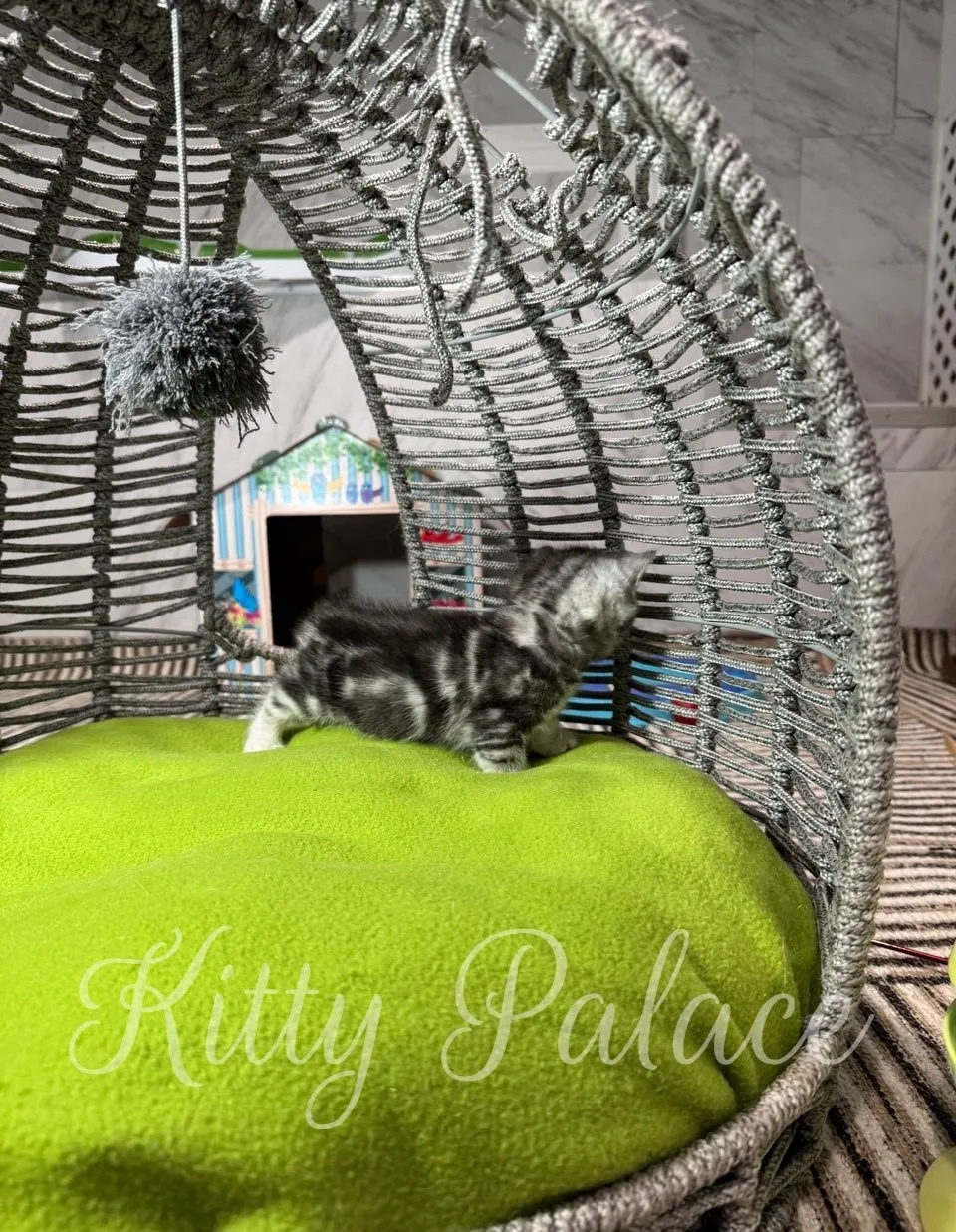 munchkin black silver marble Kitten investigates a silver woven chair with a vivid green cushion