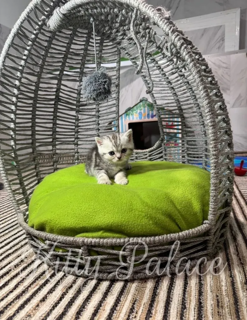 Kitten relaxing in a cozy woven cat bed with a green cushion
