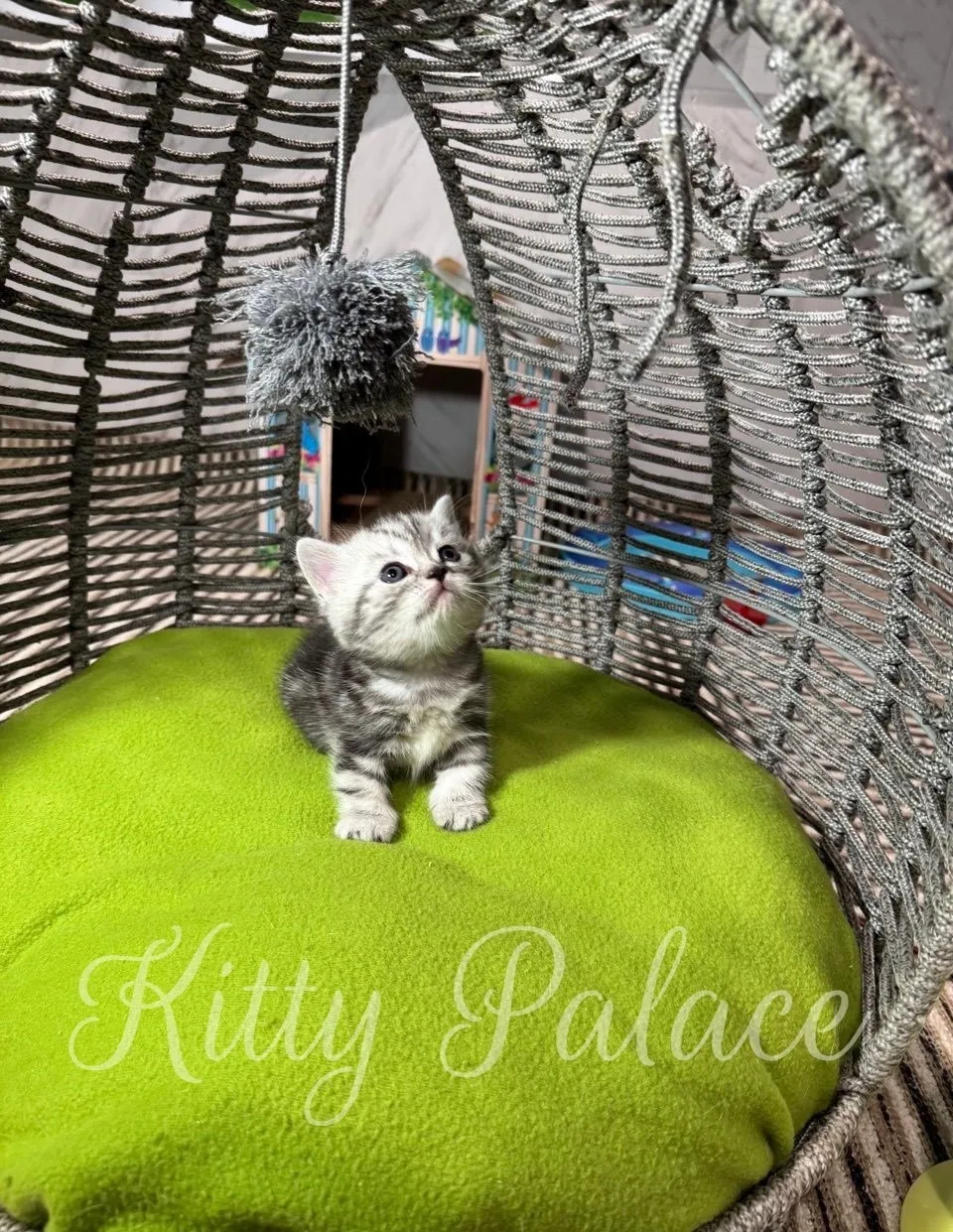 Kitten sits on a bright green cushion inside a silver wicker chair