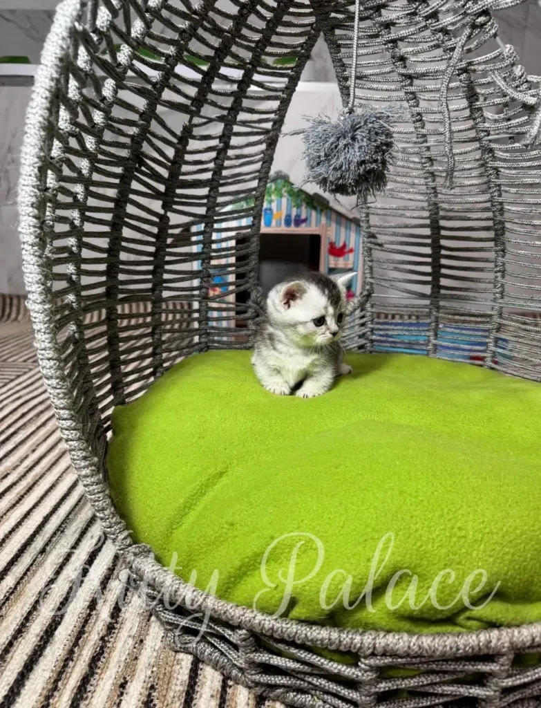 Kitten sits on a bright lime cushion inside a woven wicker pod, creating a charming, cozy scene ideal for pets