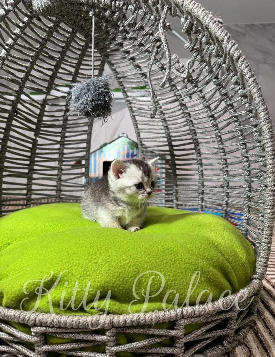 munchkin silver chinchilla Kitten sits on a bright lime-green cushion inside a woven hanging chair