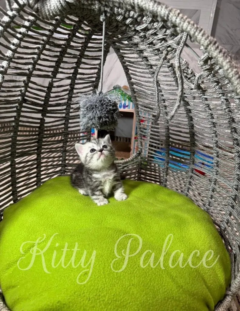 Kitten sits upright on a bright green cushion inside a woven wicker chair, creating a cozy