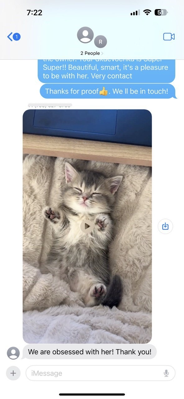 Kitty Palace Cattery - Scottish Kittens For Sale. Customer reviews