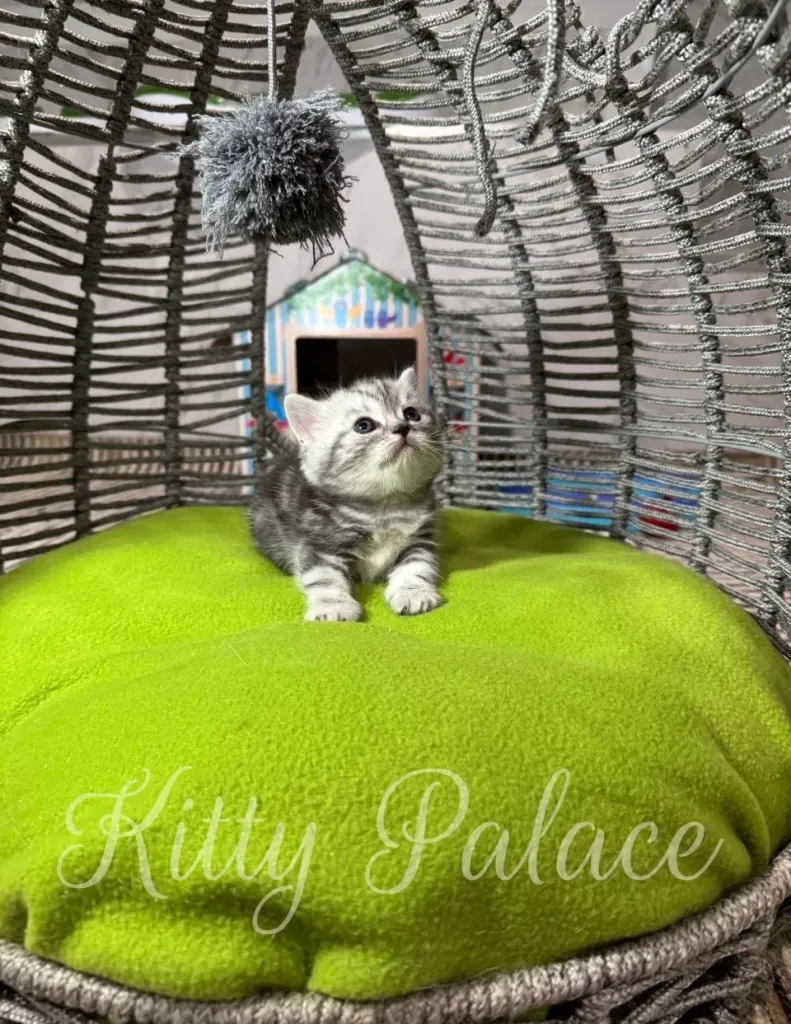 munchkin black silver marble kitten relaxing on a cozy green cushion inside a cat bed