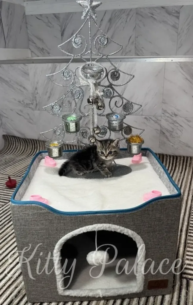 A Black golden marble kitten sits in a comfortable bed with a festive Christmas tree, creating a heartwarming scene