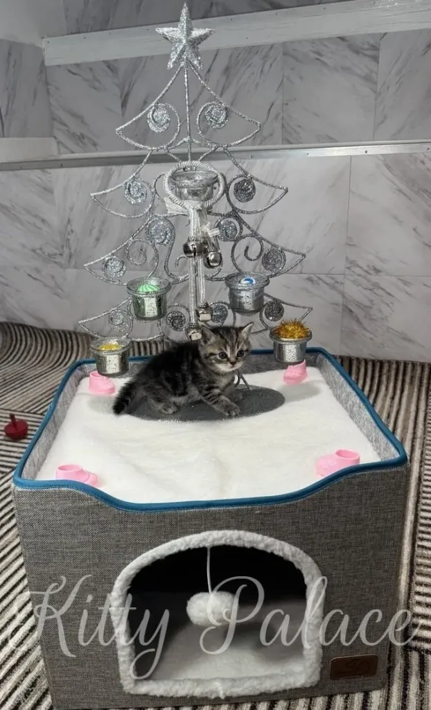 A Black golden marble kitten sits on a soft white bed beneath a sparkling silver decorative Christmas tree