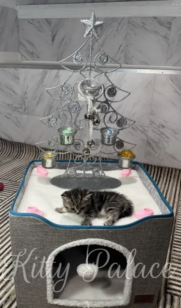 A charming scene features a glittering silver Christmas tree and a tiny tabby kitten resting in a plush white bed