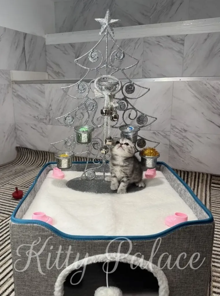 A curious Black silver (marble) kitten explores a festive scene with a miniature Christmas tree and playful decorations