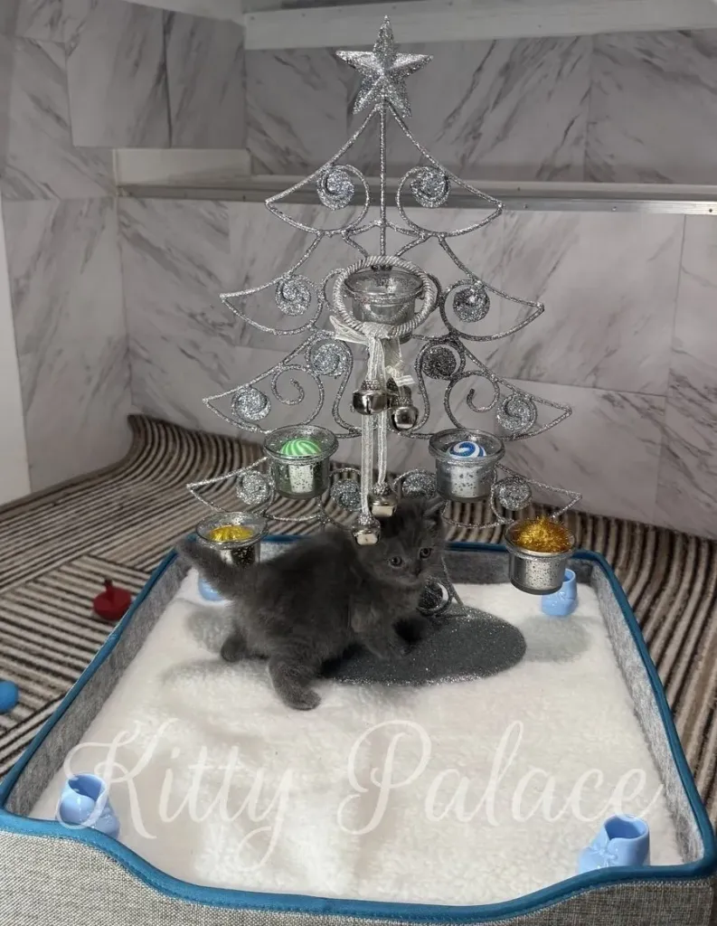 A curious Blue kitten is captured near a festive Christmas tree, creating a heartwarming holiday scene
