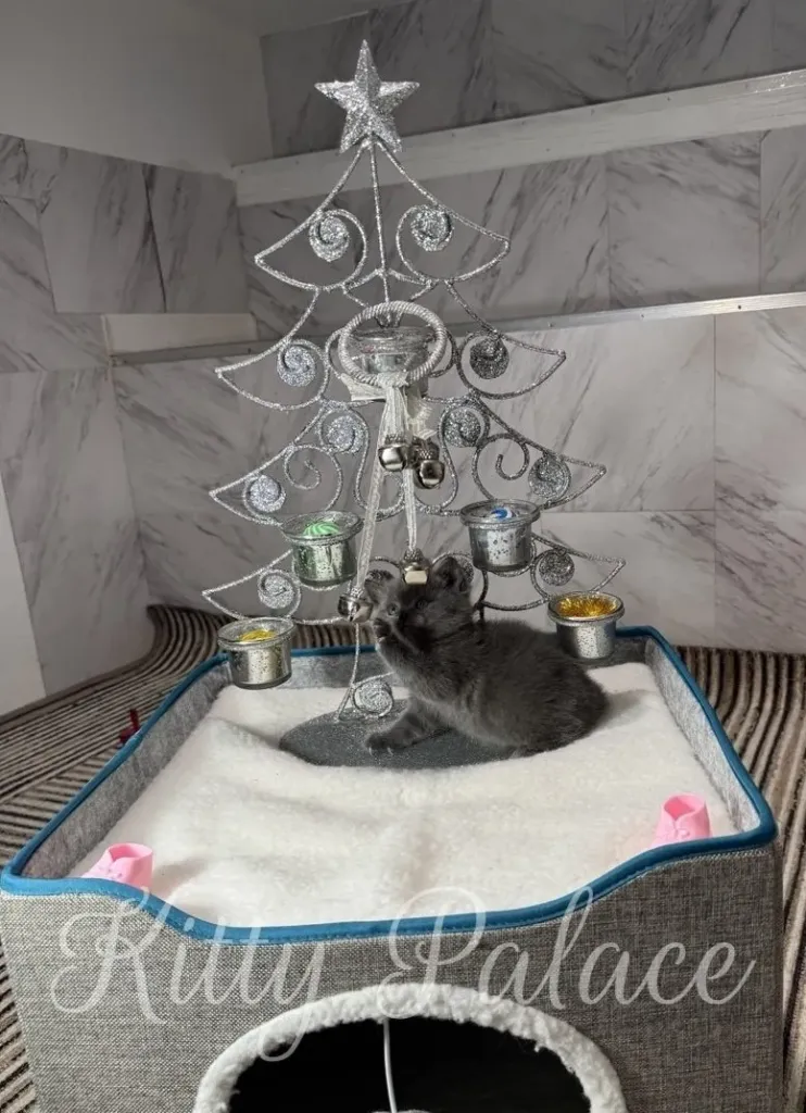 A curious scottish straight cat blue kitten sits beside a decorative silver metal Christmas tree, featuring a star topper and small cups