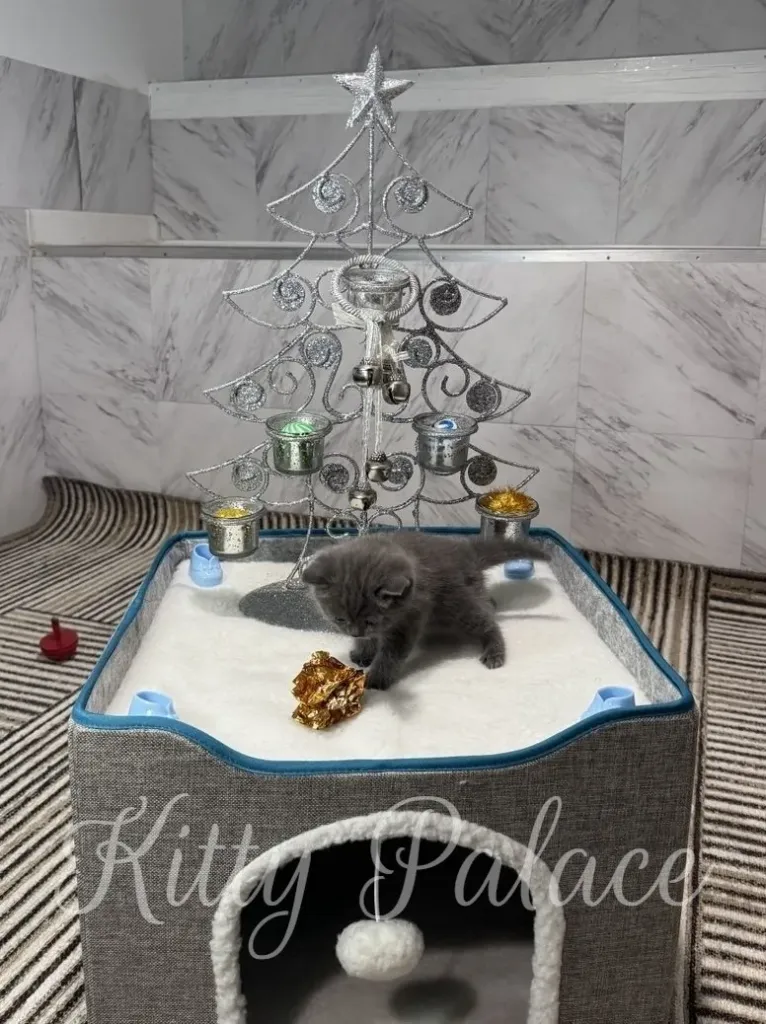A curious kitten explores a festive scene, adding a touch of holiday cheer to the cozy indoor setting