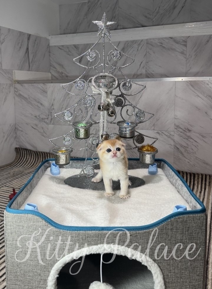 A curious kitten sits on a soft white platform under a glittering silver Christmas tree frame