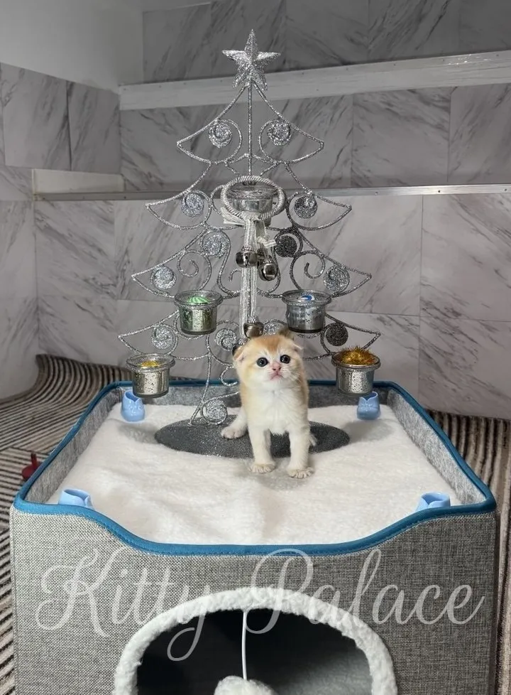 A curious kitten sits on a soft white platform under a glittering silver Christmas tree frame