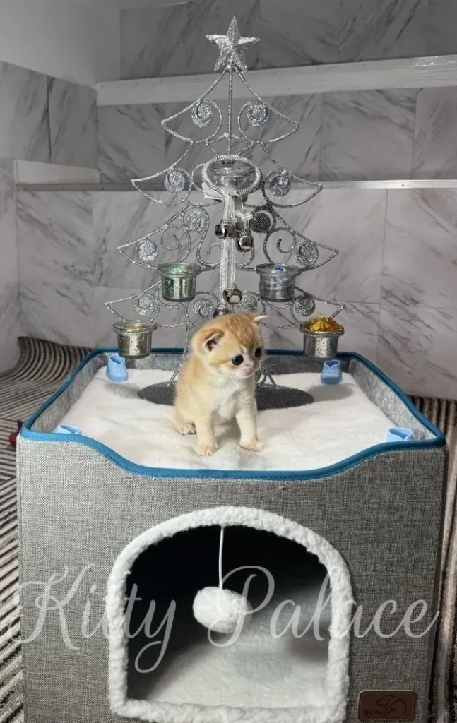 A cute Black golden chinchilla kitten sits atop a soft, white fleece surface of a modern cat tree