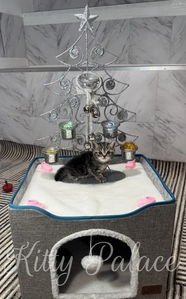 A cute Black golden marble kitten explores its cozy bed, decorated with a festive Christmas tree