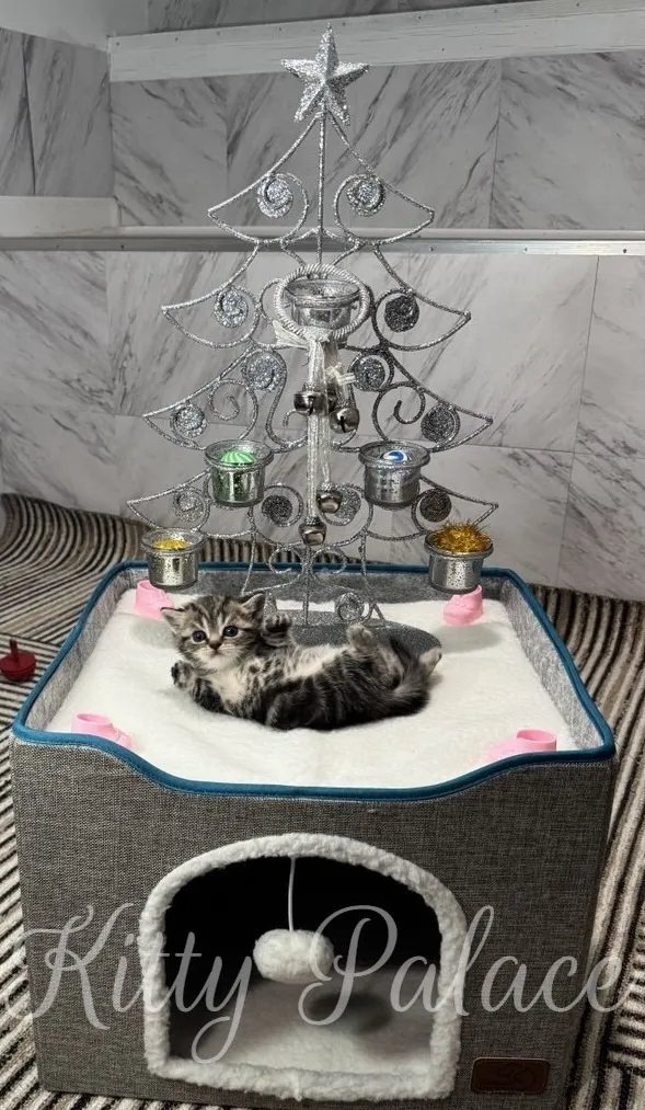 A cute Black golden marble kitten explores its cozy bed, decorated with a festive silver tree
