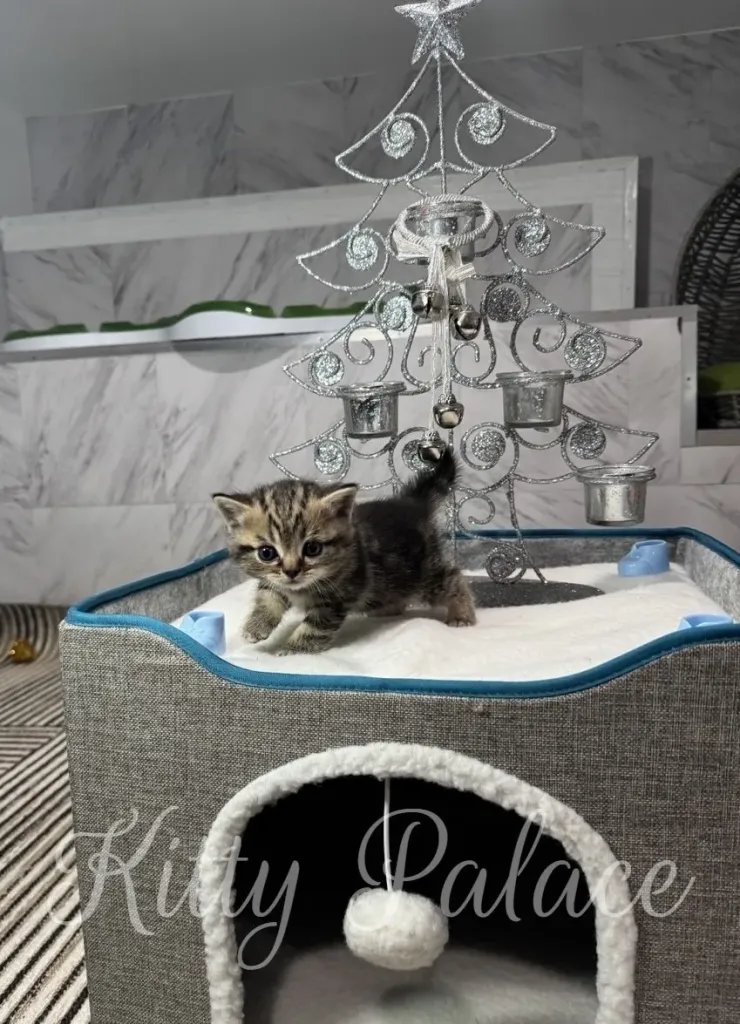 A cute Black golden (marble) kitten is captured in a cozy setting, adding a touch of charm to the scene