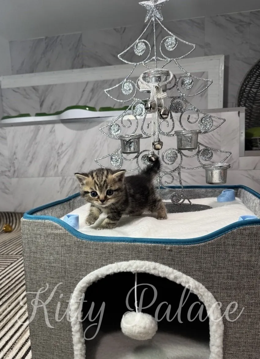 A cute Black golden (marble) kitten is captured in a cozy setting, adding a touch of charm to the scene