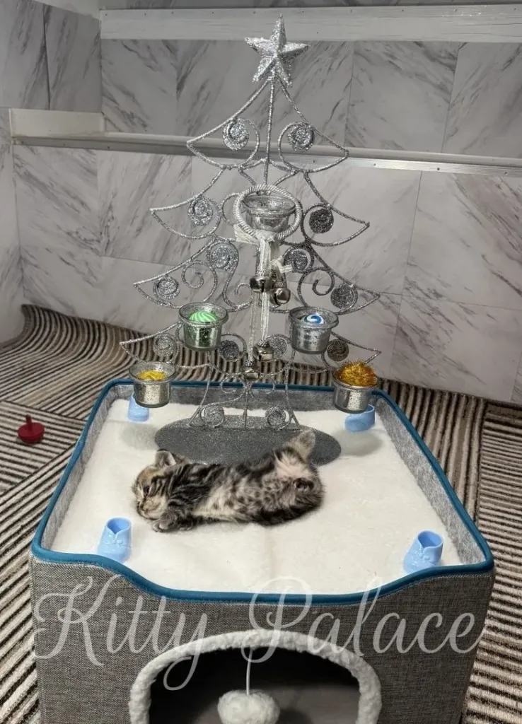 A cute Black golden (marble) kitten is seen lounging in a soft bed, with a festive Christmas tree nearby