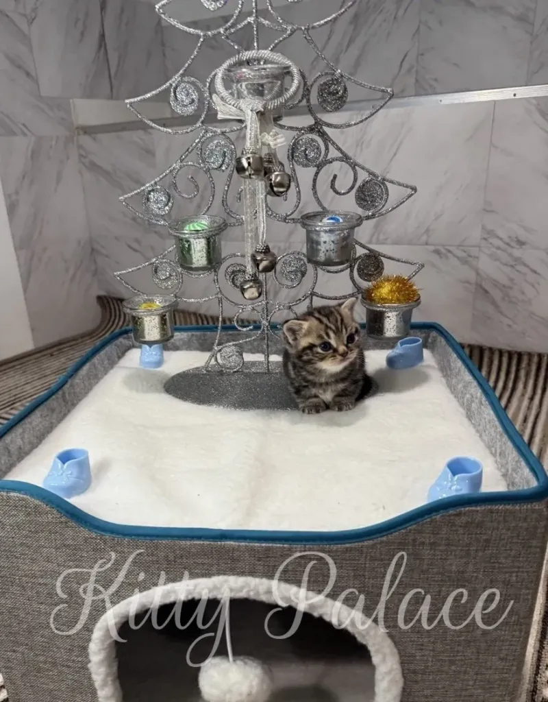 A cute Black golden (marble) kitten is the star of this festive scene, surrounded by holiday decorations