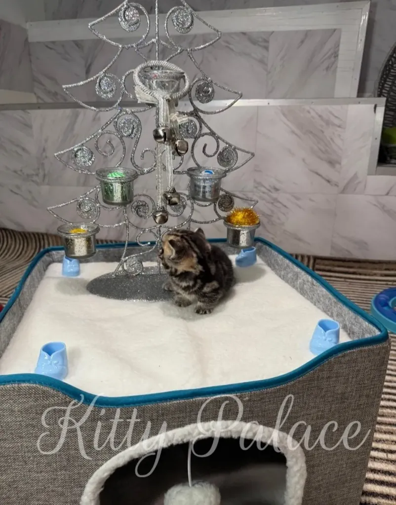 A cute Black golden (marble) kitten is the star of this festive scene, surrounded by holiday decorations and a cozy bed