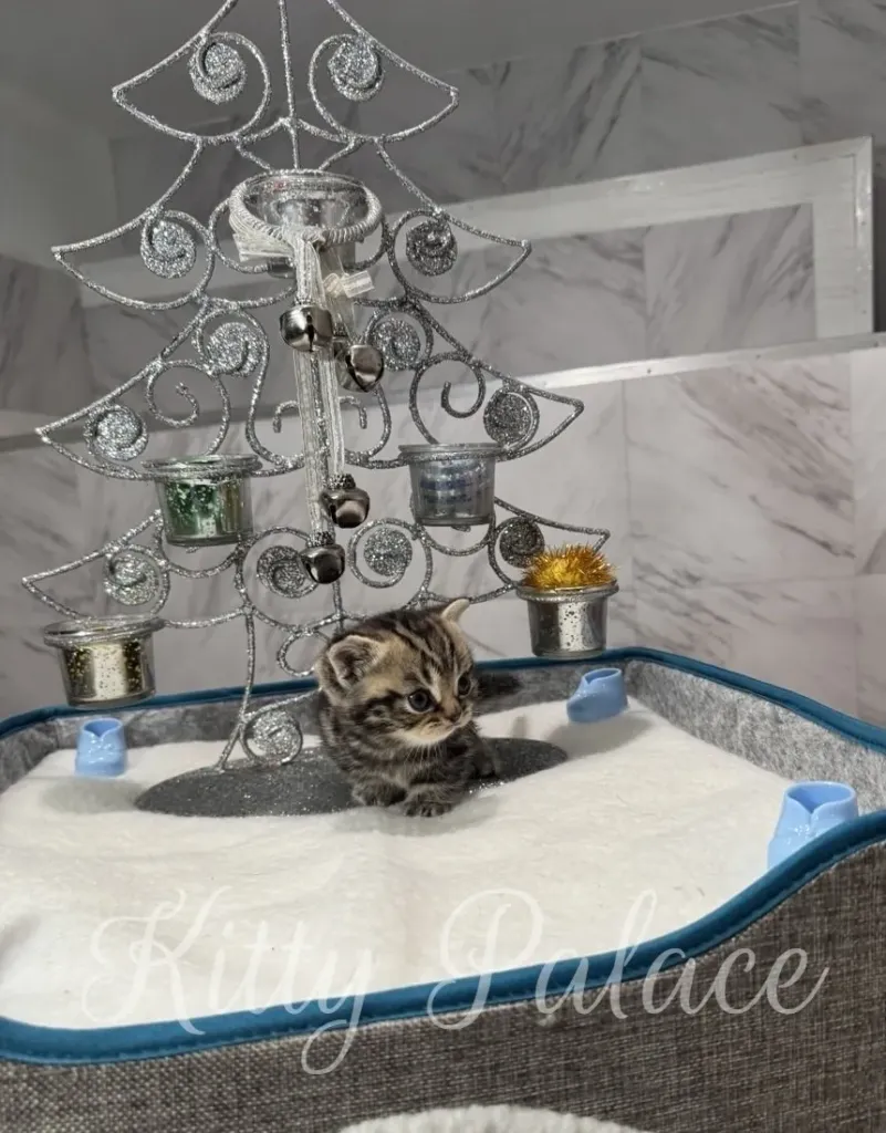 A cute Black golden (marble) kitten sits in a soft bed with a festive Christmas tree decoration, creating a heartwarming scene