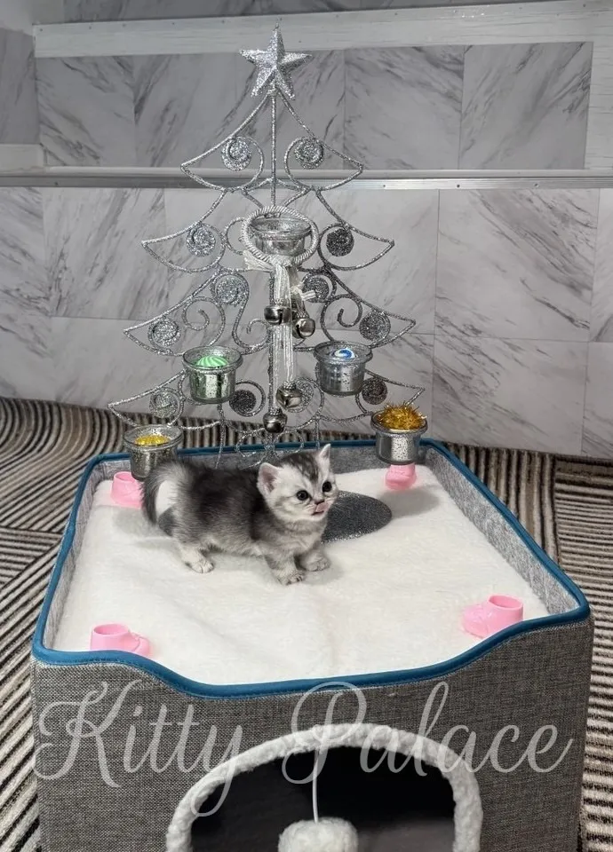 A cute Black silver chinchilla kitten explores its surroundings near a decorative Christmas tree, creating a heartwarming scene