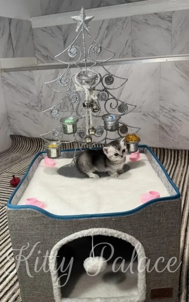 A cute Black silver chinchilla kitten is the star of this festive holiday scene, nestled in a comfortable cat bed
