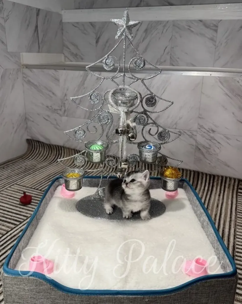 A cute black silver chinchilla munchkin kitten poses in front of a festive Christmas tree, creating a heartwarming holiday scene