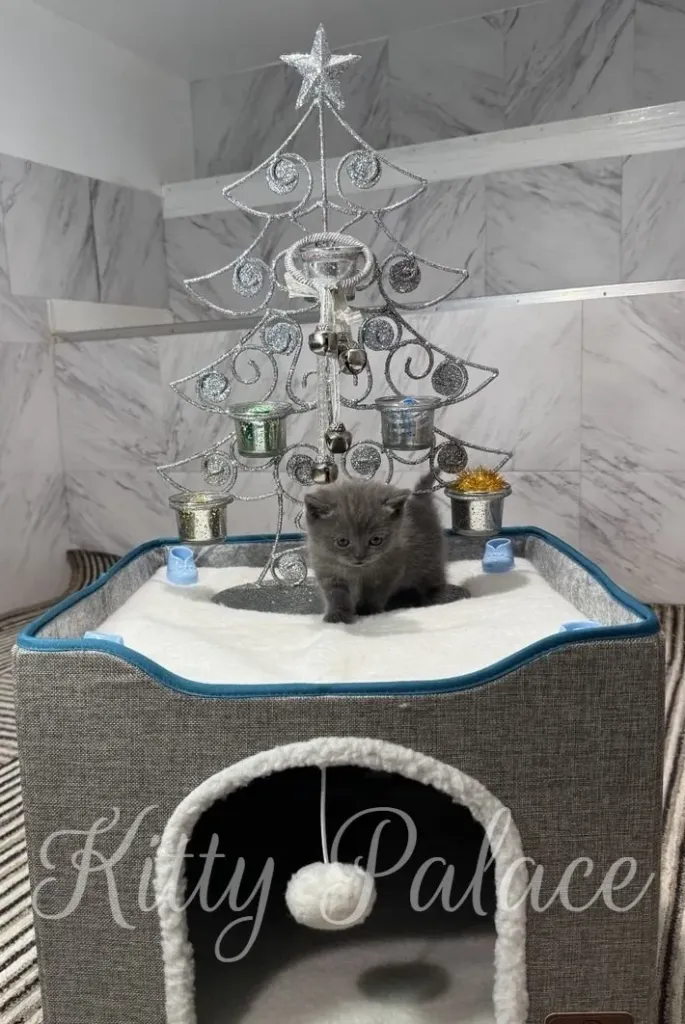 A cute Blue kitten stands in a cozy cat bed with a decorative Christmas tree in the background