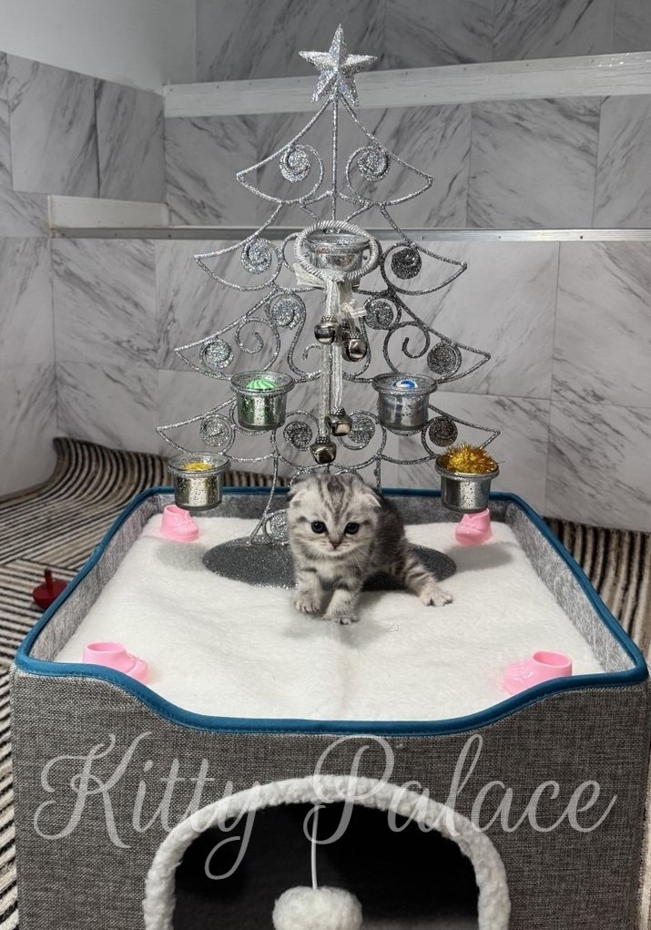 A cute Scottish Fold kitten is the center of attention in this adorable holiday scene