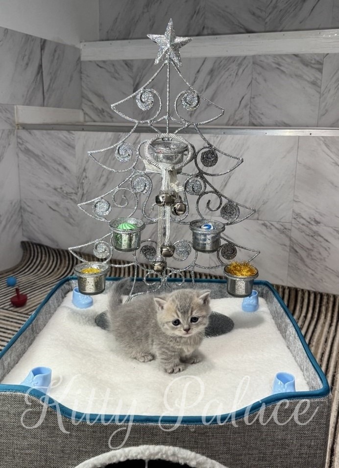A cute golden chinchilla munchkin kitten poses in a bed with a decorative Christmas tree, creating a heartwarming scene