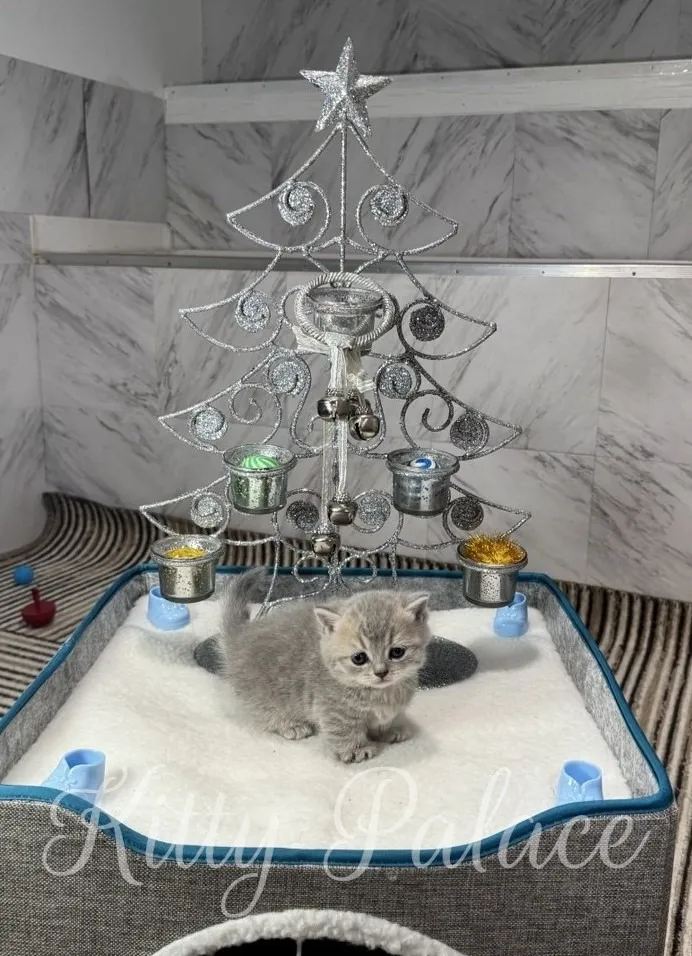 A cute golden chinchilla munchkin kitten poses in a bed with a decorative Christmas tree, creating a heartwarming scene