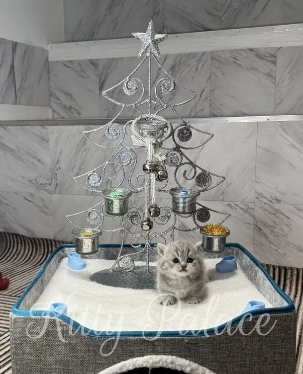 A cute chinchilla munchkin kitten sits inside a cat bed with a festive Christmas tree in the background, creating a charming holiday scene