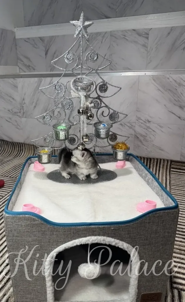 A cute kitten explores a festive scene with a decorative Christmas tree and a comfortable cat bed