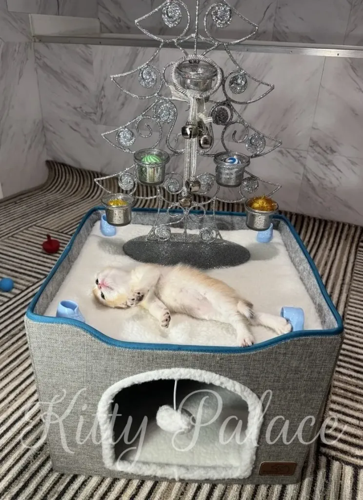A cute gold scottish fold kitten is resting peacefully in a comfortable bed, with a decorative Christmas tree in the background