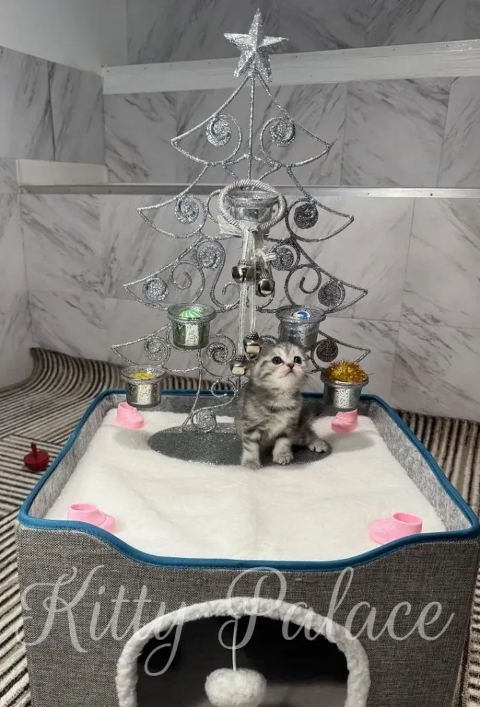 A cute kitten is the star of this festive scene, surrounded by holiday decorations and a comfortable bed
