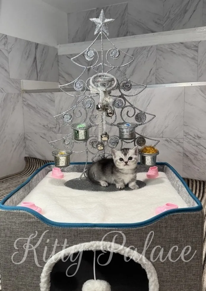 A cute kitten rests on a white bed beneath a shimmering silver Christmas tree decoration