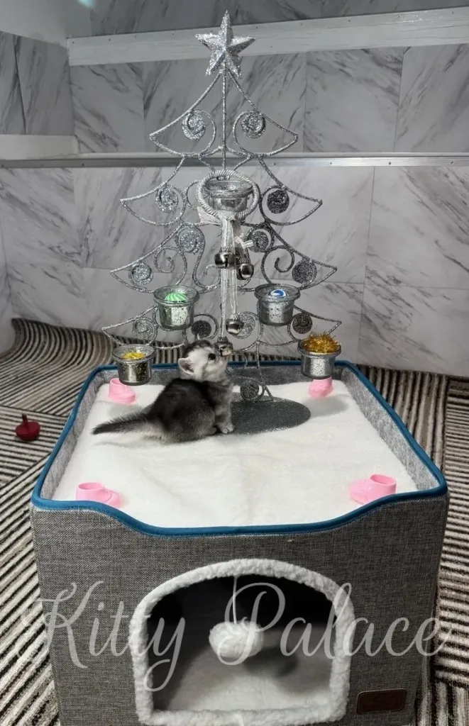 A cute kitten sits in a bed with a Christmas tree, creating a festive and heartwarming scene