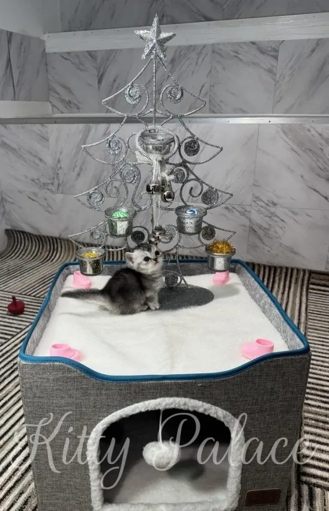 A cute kitten sits in a soft bed with a decorative Christmas tree, creating a heartwarming scene