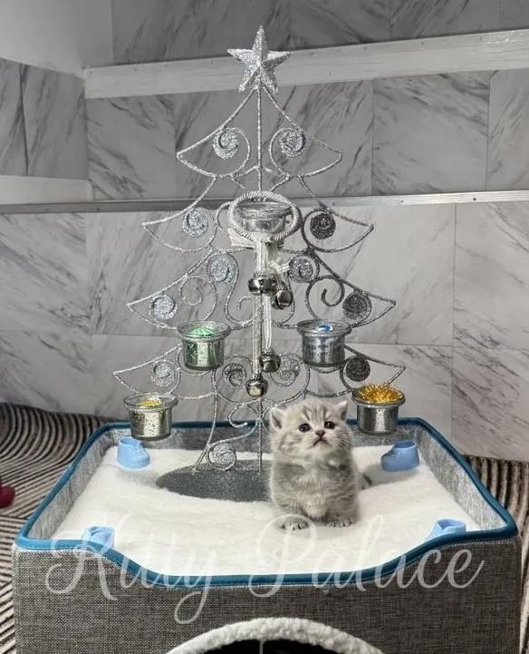 A cute kitten sits inside a cat bed with a miniature Christmas tree, creating a festive scene